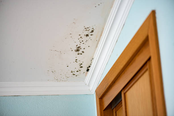 Best Attic Mold Removal  in Eaton Estates, OH