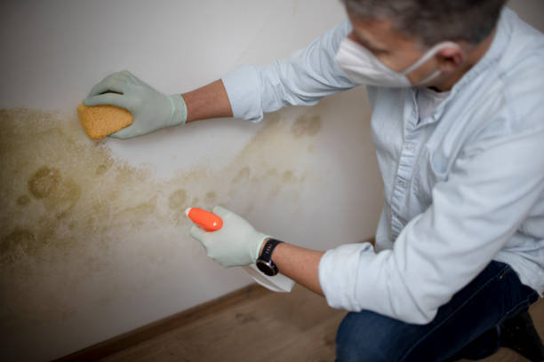 Crawl Space Mold Removal in Eaton Estates, OH